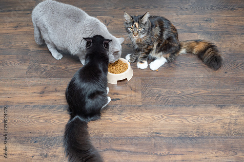 Three beautiful large domestic thoroughbred cats eat dry food from a bowl.