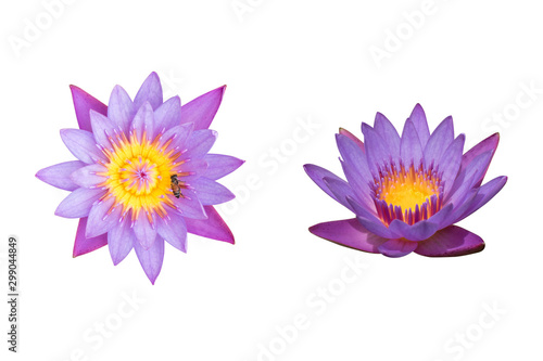 Beautiful two purple lotus flowers are blooming with bee on pollen isolated on white background.Clipping path included.Above and front view.Autumn season.Aquatic plant.