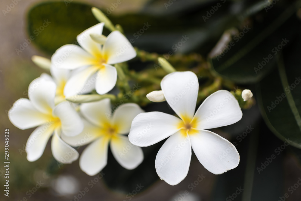 Close up of white Plumeria Flowers and green leaf in garden with sun light in morning.