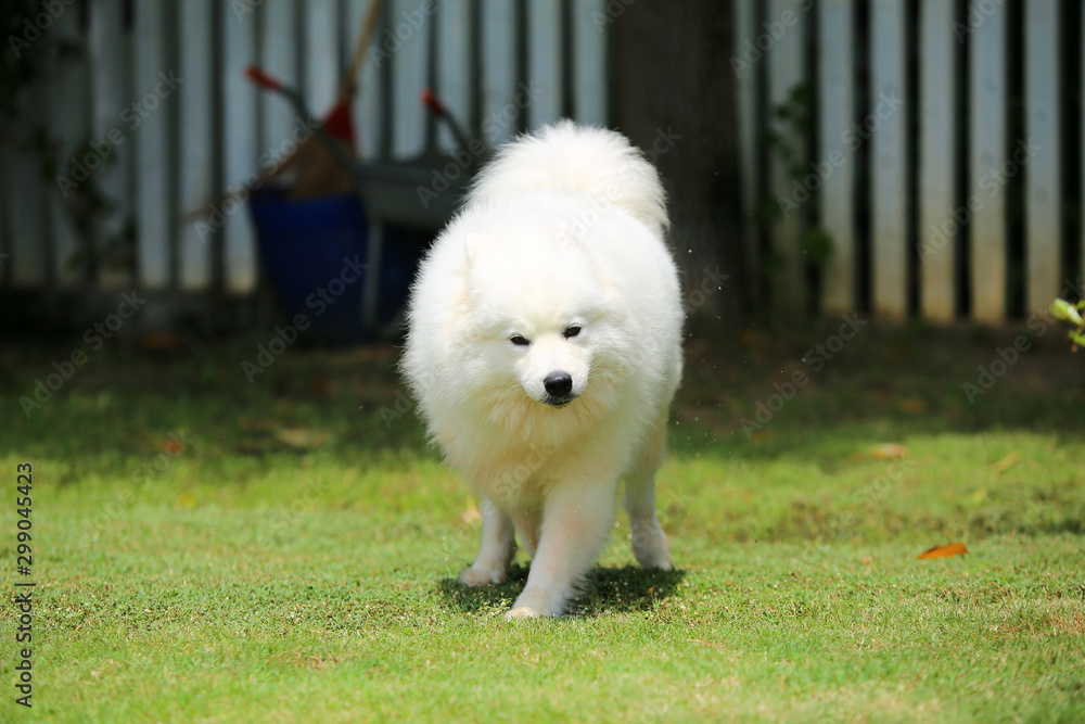 Samoyed run in the park. White dog unleash on grass. Samoyed run in the park. White dog unleash on grass.