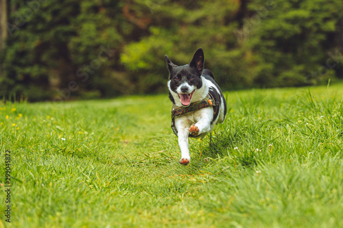 Border Jack puppy playing 