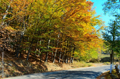 beautiful autumn forest in yellow and gold tones