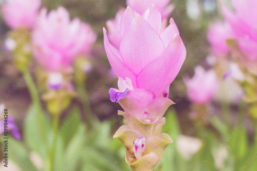 pink flowers and gree leaves, Pink krachiew flowers pink flowers and gree leaves, Pink krachiew flowers