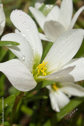 flor