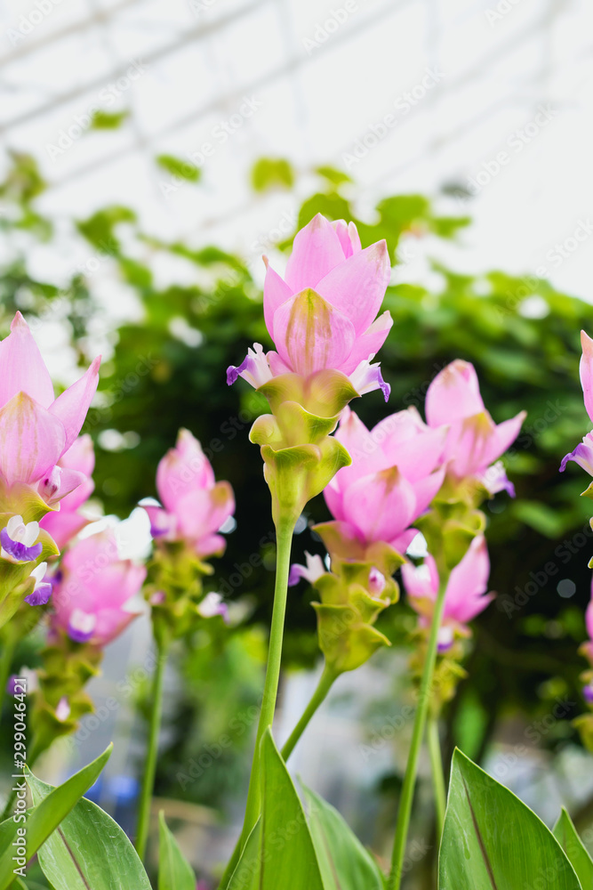 Fototapeta premium pink flowers and gree leaves, Pink krachiew flowers