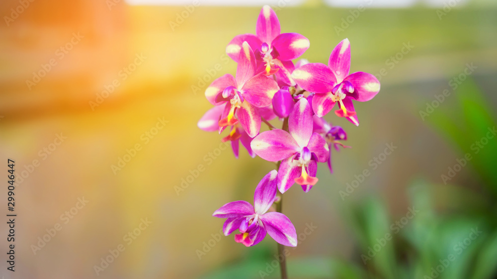 Beautiful blooming orchids in forest, On the bright sunshine Beautiful blooming orchids in forest, On the bright sunshine