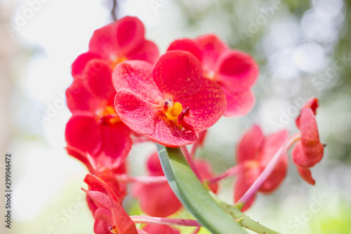 pink Phalaenopsis or Moth Orchid flower in winter or spring day tropical garden Floral background.