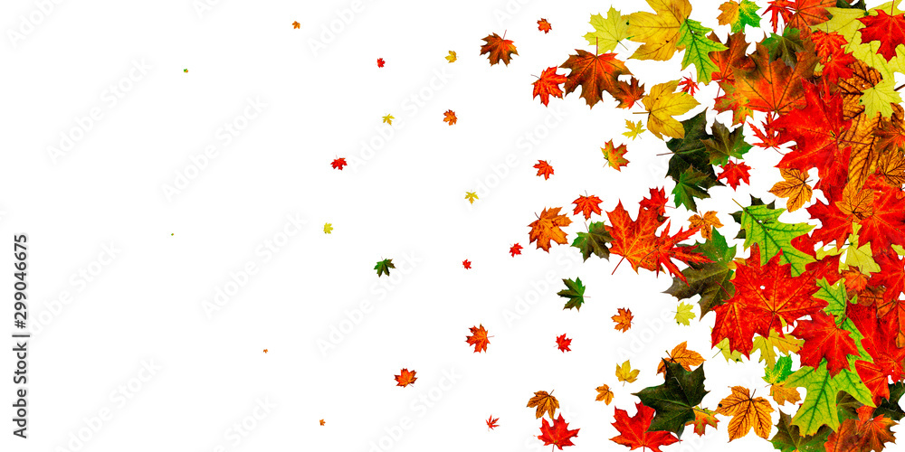Leaves isolated. Autumn leaf pattern. Season falling leaves background. Leaves isolated. Autumn leaf pattern. Season falling leaves background.