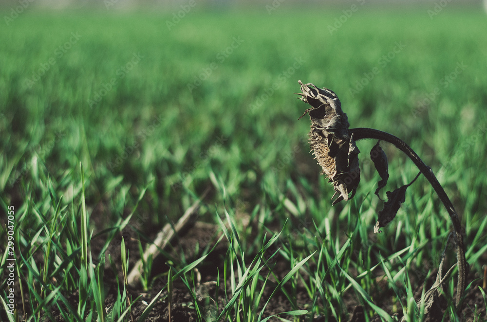 dried sunflower on a background of green field