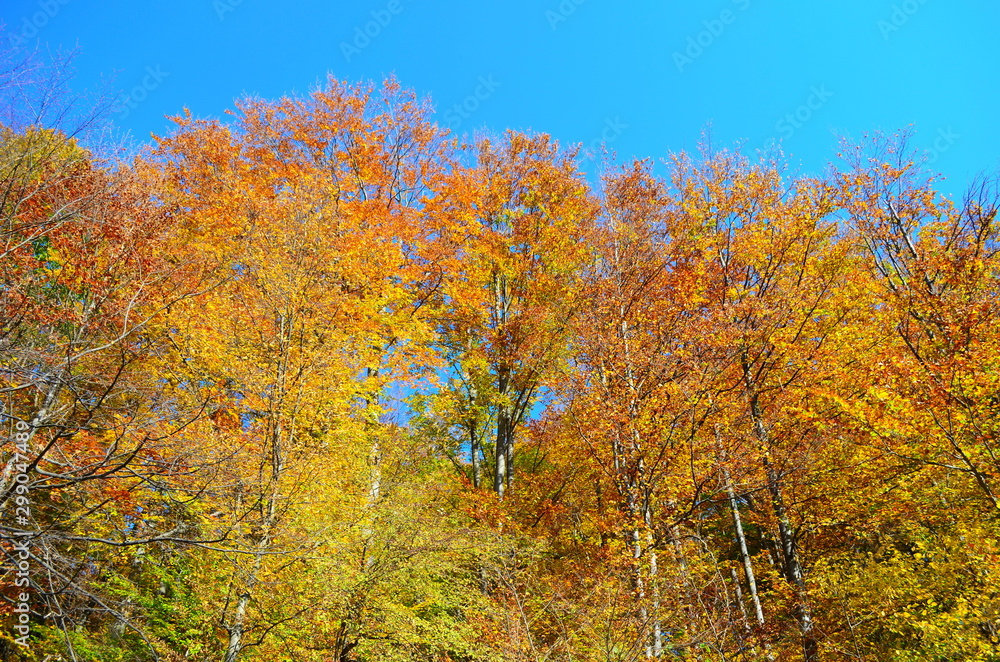 beautiful autumn forest in yellow and gold tones