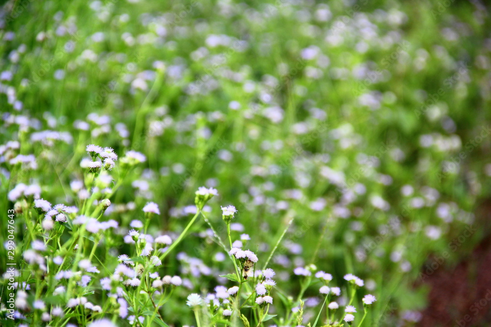 flower small flower small