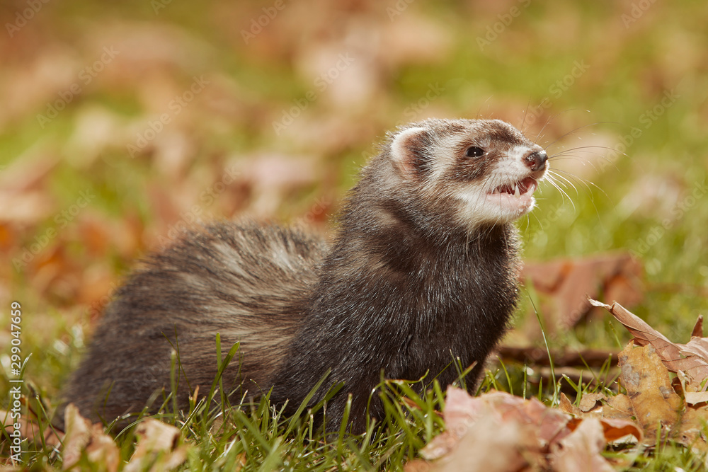 Dark fur ferret relexing in autumn leaves in park Dark fur ferret relexing in autumn leaves in park