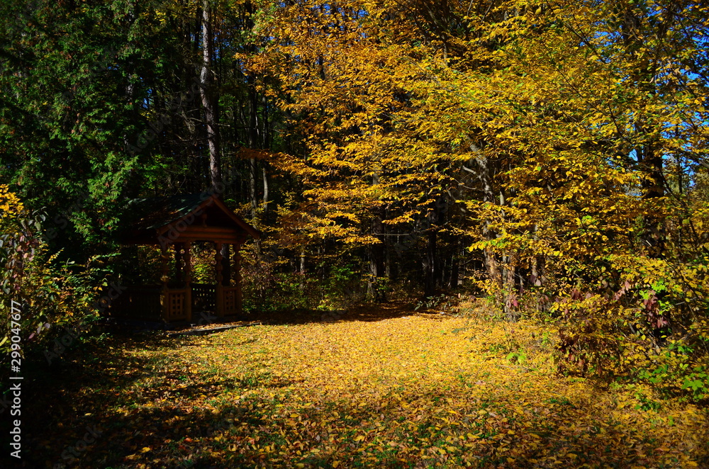 beautiful autumn forest in yellow and gold tones beautiful autumn forest in yellow and gold tones
