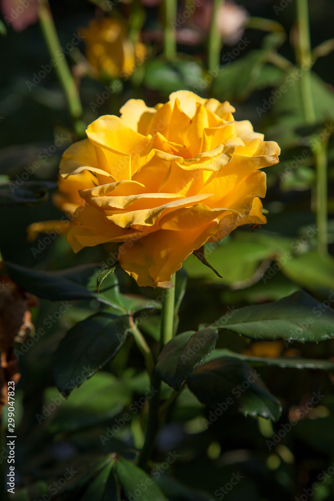 Beautiful rose bush growing in the garden. Beautiful rose bush growing in the garden.
