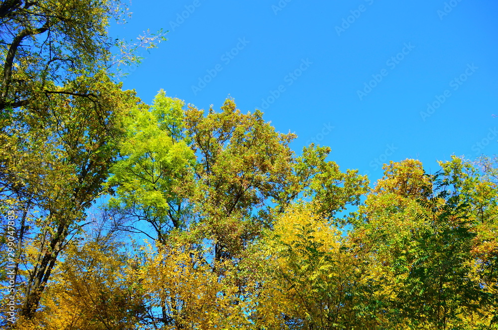 Fototapeta premium beautiful autumn forest in yellow and gold tones