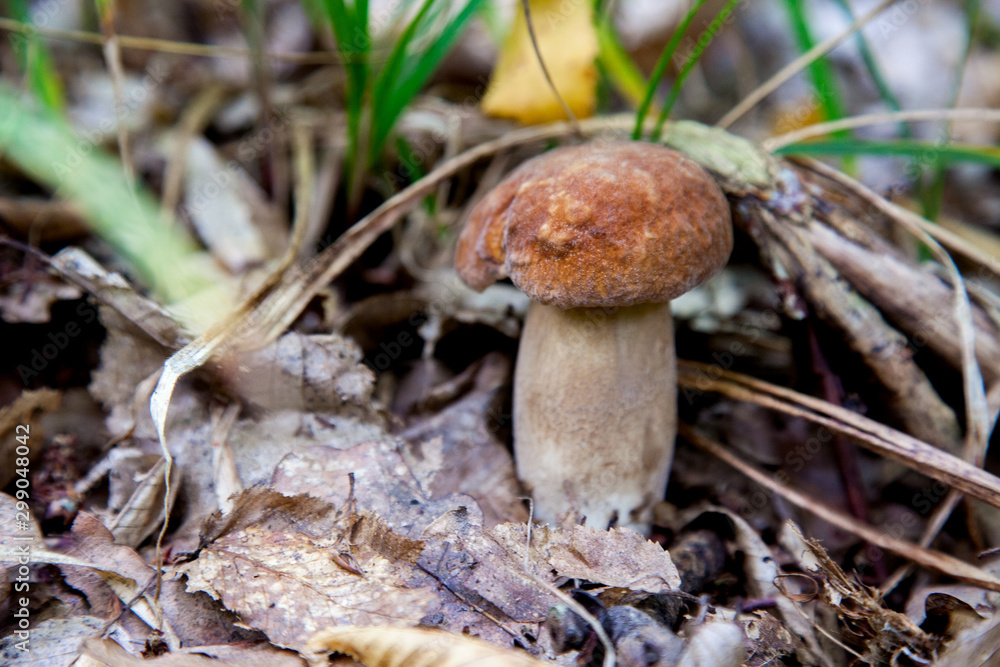 Boletus mushroom in the wild. Porcini mushroom grows on the forest floor at autumn season.. Boletus mushroom in the wild. Porcini mushroom grows on the forest floor at autumn season..
