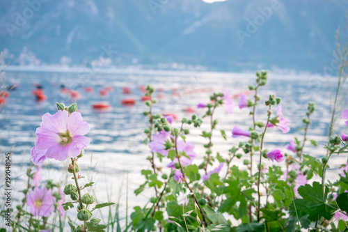 Beautiful pink flowers at sunset overlooking a Kotor bay  Montenegro