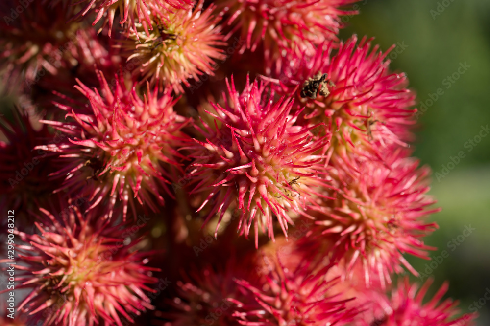 Flower Castor bean common close up Flower Castor bean common close up