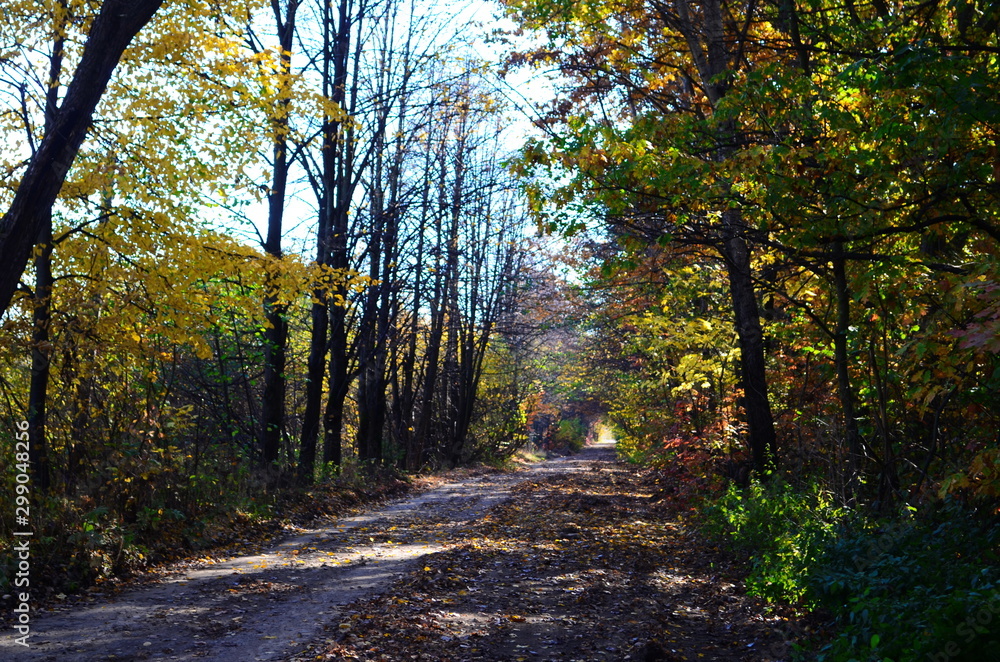 beautiful autumn forest in yellow and gold tones beautiful autumn forest in yellow and gold tones