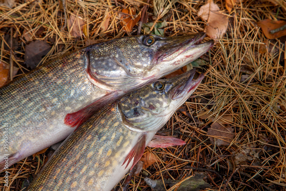 Freshwater pike fish. Two freshwater pike fish on yellow leaves at autumn time.. Freshwater pike fish. Two freshwater pike fish on yellow leaves at autumn time..