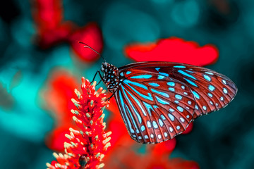 Beautiful butterfly sitting on flower in a summer garden