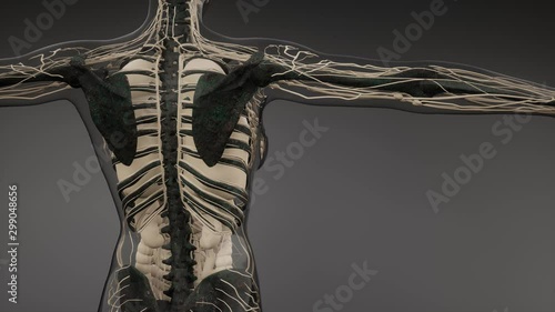 medical science illustration of human skeleton bones photo