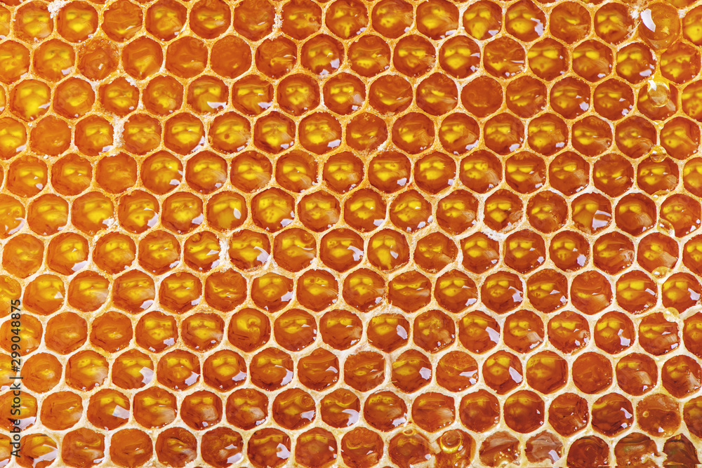 Close up image of fresh honeycomb.