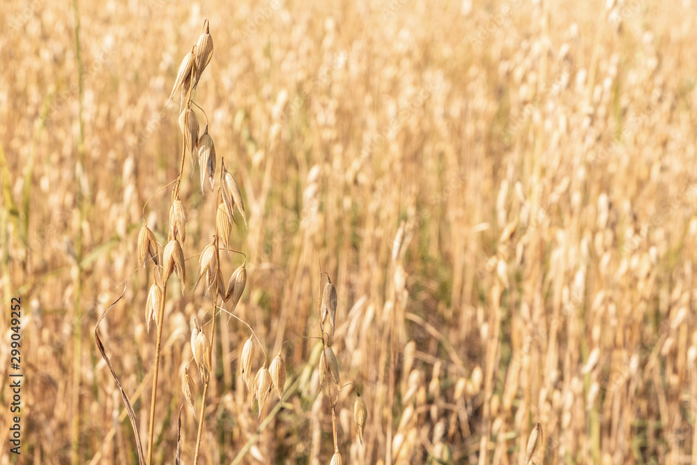 Field with oats. Background of Golden oats close up. Field with oats. Background of Golden oats close up.