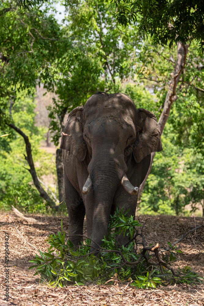 An Asian wild tusker or elephant with huge tusks eating leaves from branch or trunk of a tree at Corbett National Park, Uttarakhand, India