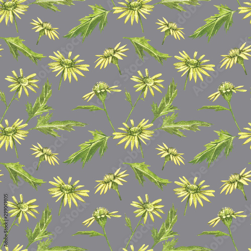 Chamomile or Daisy bouquets  yellow flowers. Realistic botanical sketch on white background for design  hand draw illustration in botanical style. Seamless patterns.