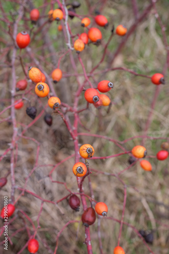 Red ripe Rosehip in the bushes