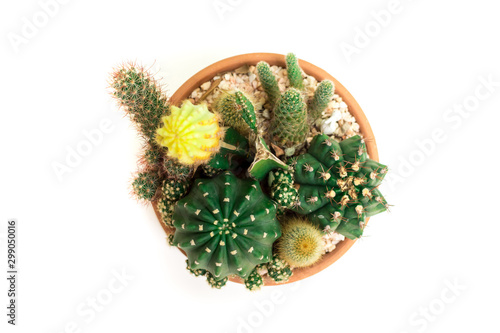Close up of succulent and cactus in a mini terarium pot isolated on white background.Small plant garden.Top or above view.
