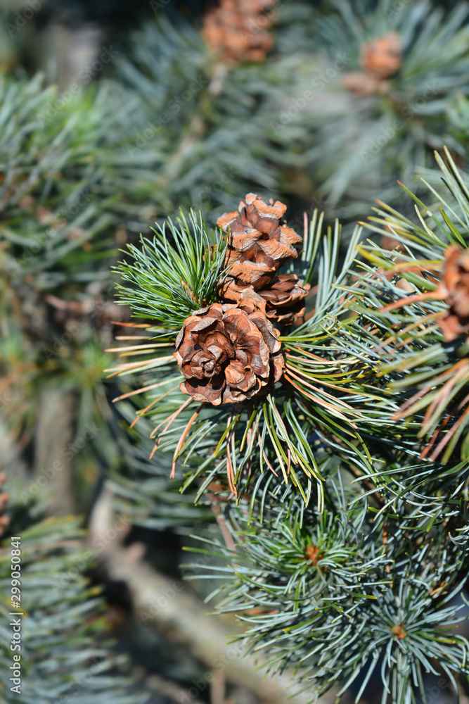 Fototapeta premium Negishi Japanise White Pine