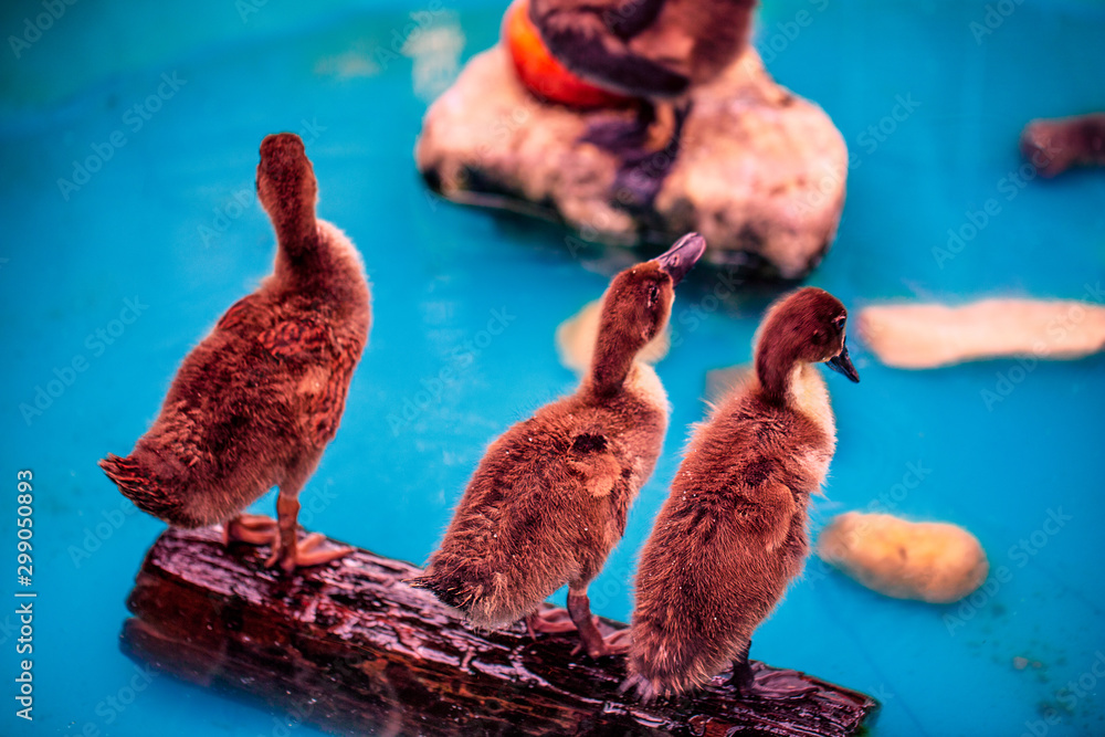 Baby ducklings on stand on rocks in a small pond.