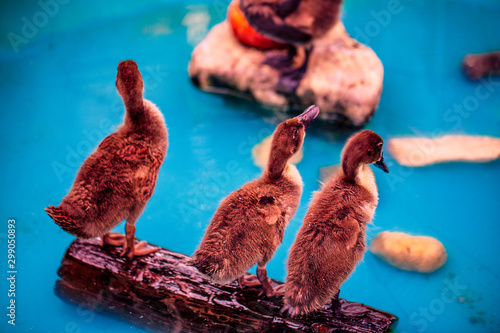 Obraz na płótnie Baby ducklings on stand on rocks in a small pond. w salonie