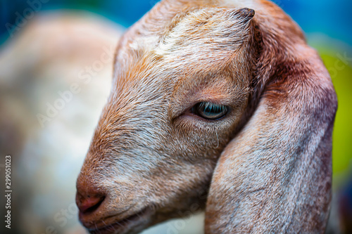 Obraz na płótnie Close up of a white goats head. w salonie