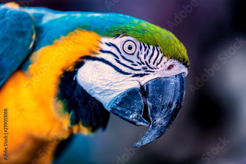 Head shot of a blue and gold macaw parrot