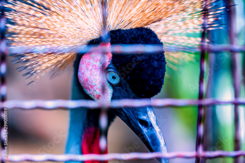 Head shot of a crested gray crane.