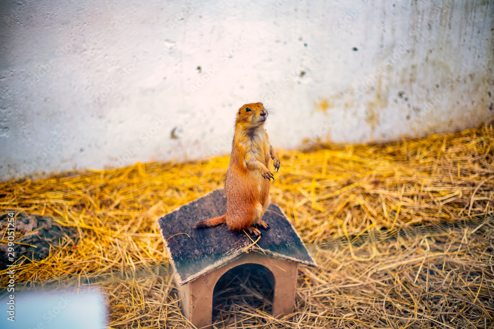 A prairie dog stands on top of his small house in the center of his enclosure.