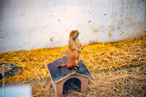 Obraz na płótnie A prairie dog stands on top of his small house in the center of his enclosure. w salonie