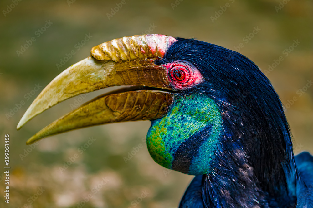 Close up of a vibrant tropical bird