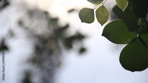 Close up beautiful view of nature green leaves on blurred greenery white sky background with sunlight in public garden park. It is landscape ecology and copy space for wallpaper and backdrop photo