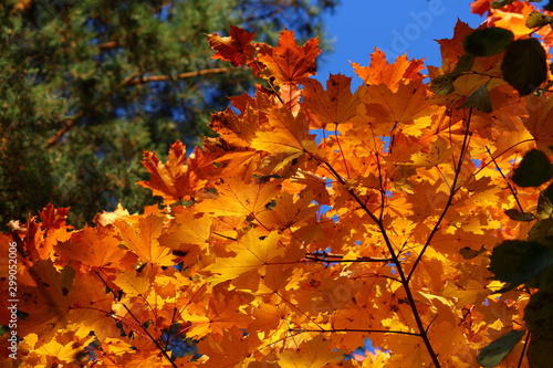 Very bright yellow-red autumn maple leaves, golden autumn