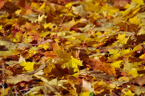 Bright yellow and orange autumn fallen maple leaves on the ground