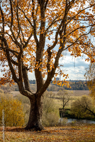 Beautiful autumn oak tree on the hill  yellowing foliage  autumn landscape