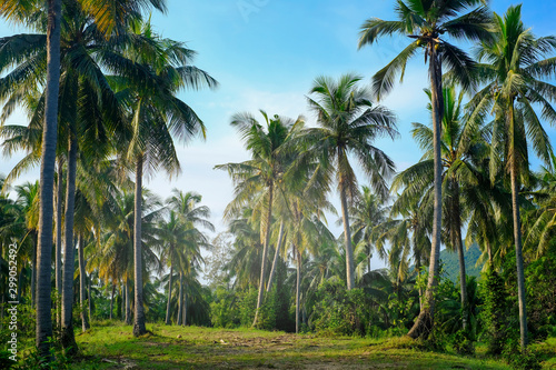 coconut plam tree plantation in green and blue sky in summer for background © AUNTYANN