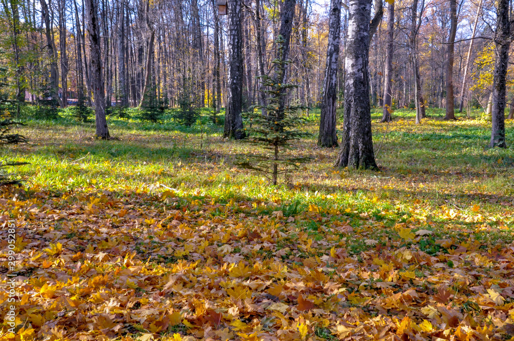 autumn in the park autumn in the park