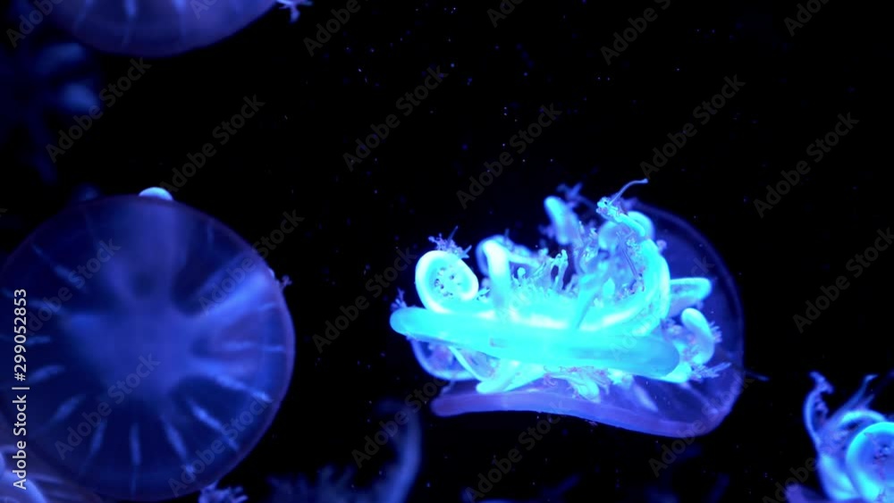 colorful Upside-down jellyfish's floating background in aquarium colorful Upside-down jellyfish's floating background in aquarium