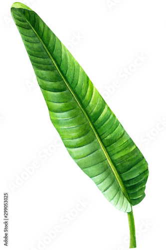 green leaves  tropical plants  palm trees on an isolated white background  Jungle botanical watercolor illustrations