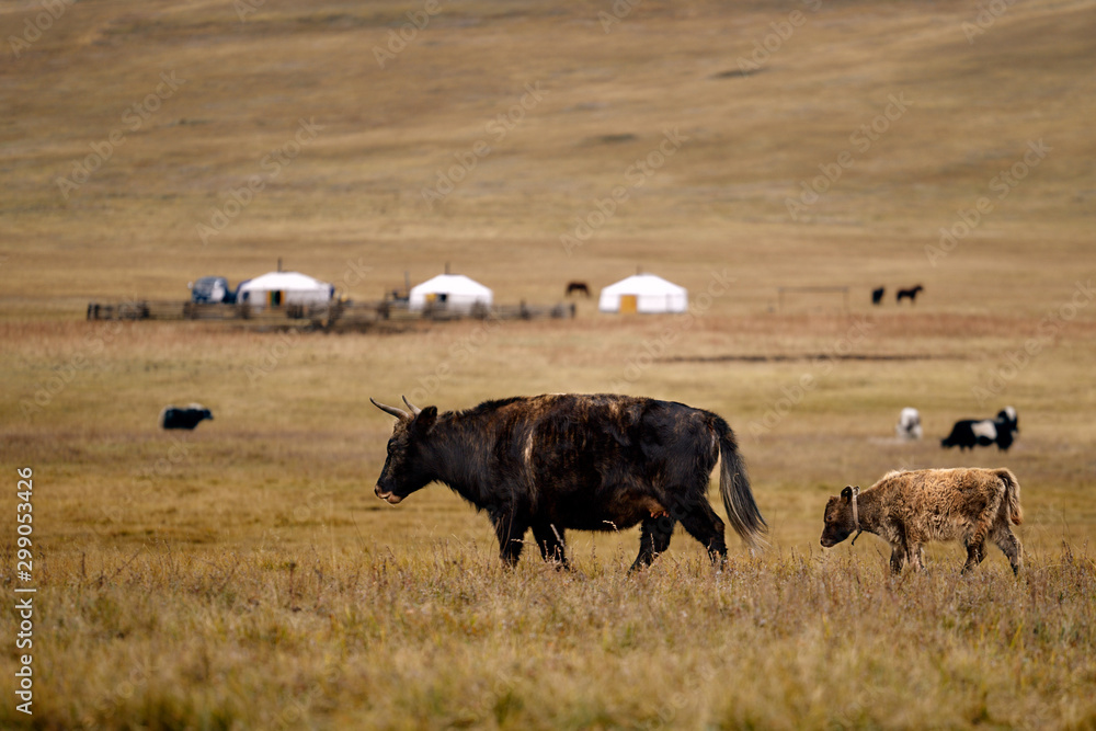 The pet in Mongolia is the yak sarlag (Bos mutus). A herd of yaks in a pasture
